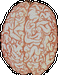  (58x75, 8Kb)