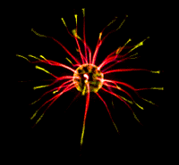 7231865_4489961_16702141 (200x185, 24Kb)