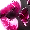  (100x100, 13Kb)