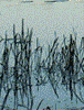  (76x100, 38Kb)