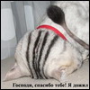  (100x100, 5Kb)