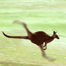 kenga-roo (135x135, 92Kb)
