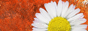  (88x31, 6Kb)