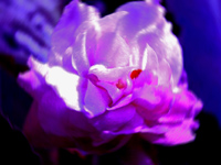  (200x150, 34Kb)