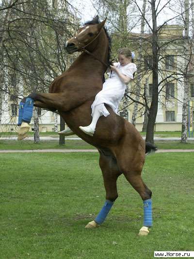 Лошадь на задних ногах фото