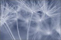 a_9f60a81 (200x132, 6Kb)