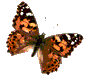 Анимашки Бабочки от 0 до 50