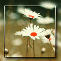  (120x120, 11Kb)