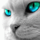  (128x128, 9Kb)