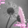  (100x100, 7Kb)