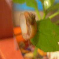  (200x200, 43Kb)