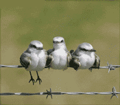  (175x153, 22Kb)