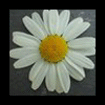  (150x150, 81Kb)