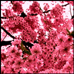  (150x150, 24Kb)