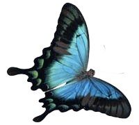  (200x180, 11Kb)