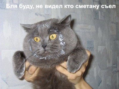 http://img1.liveinternet.ru/images/attach/b/2//51/66/51066454_Kot_blya_budu_ne_videl_kto_smetanu_sel.jpg