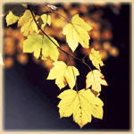 autumn1 (150x150, 24Kb)