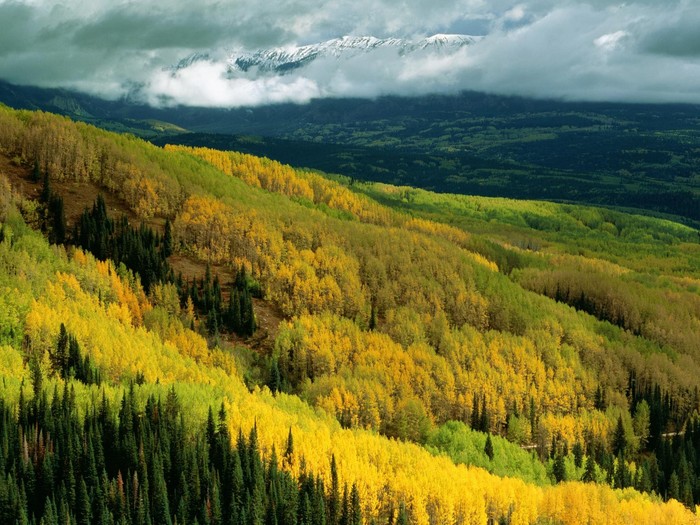 726158_1189018319_Aspen_Forest_in_Early_Fall_Ohio_Pass_Gunnison_National_Forest_Colorado.jpg