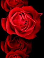 (144x187, 16Kb)