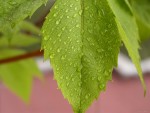 Nature_Other__004036_ (150x113, 5Kb)