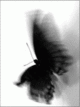  (80x107, 11Kb)