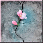 - (150x150, 39Kb)