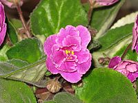macro_00077 (200x150, 10Kb)
