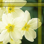 2f5bd9e66c859ffb7a (150x150, 44Kb)