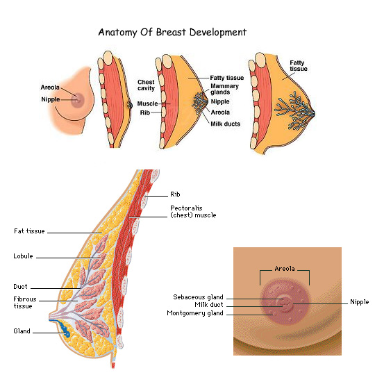 Early Breast Development In Girls