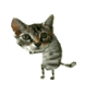  (88x87, 41Kb)