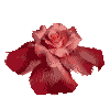  (100x98, 17Kb)