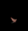  (95x105, 5Kb)