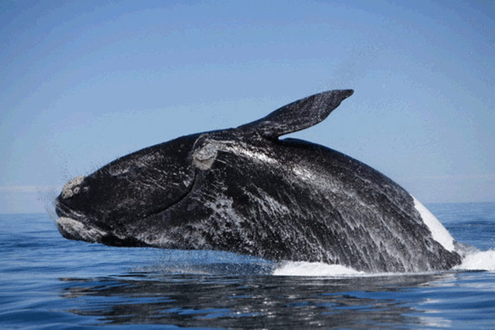 Шум кораблей приносит китам физические страдания - фото 1