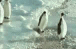 15325230_pingvinuy (152x98, 443Kb)