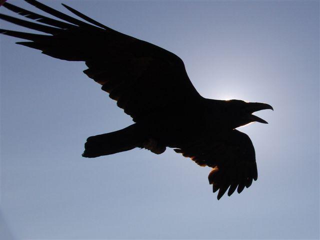 25744579_raven.jpg