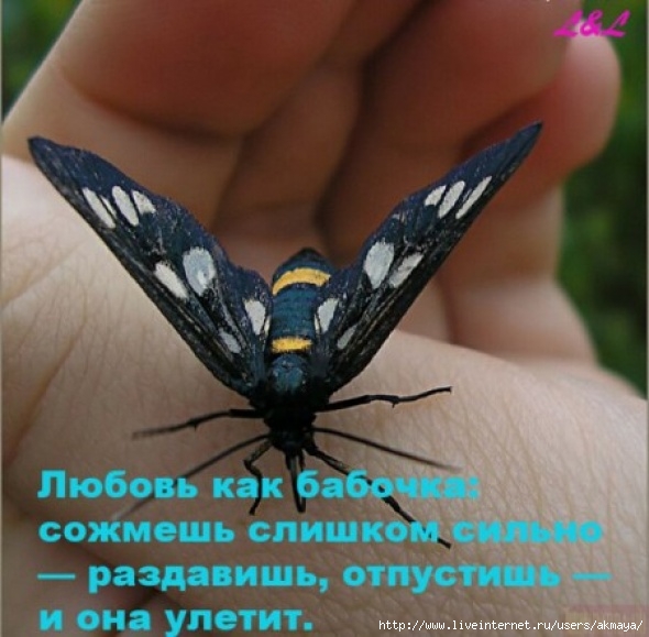  (590x579, 96Kb)
