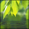 nature_2 (100x100, 6Kb)