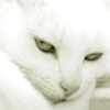 thumb_medium_0000026225s (100x100, 6Kb)