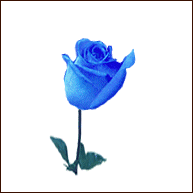 blue_rose_anim (193x193, 47Kb)