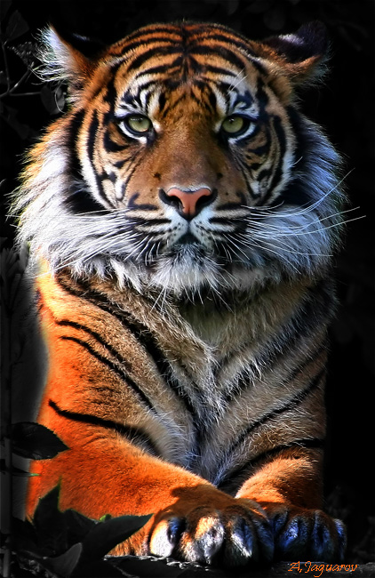 (422x650, 147Kb)
