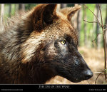 The_Eye_of_the_Wolf_by_BenDouglasUK (150x129, 8Kb)