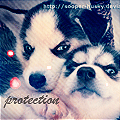 23911049_Husky_Puppies_5297 (120x120, 16Kb)