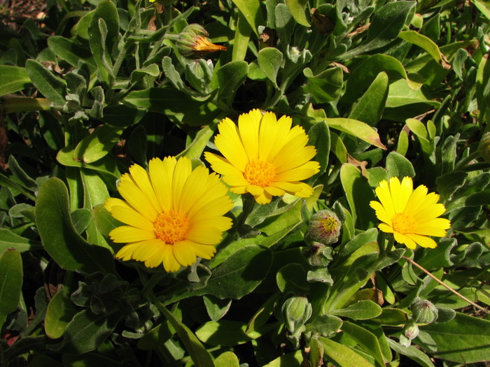 Calendula Suffruticosa