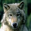 wolfnew8_20070807_1103785717 (100x100, 13Kb)