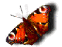  (88x67, 18Kb)