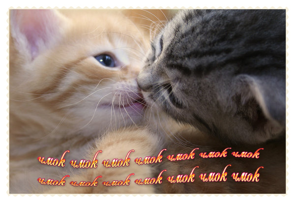 http://img1.liveinternet.ru/images/attach/b/3/21/700/21700171_The_Kitten_Kiss.jpg