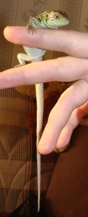 DSC02757 (182x448, 14Kb)