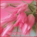  (120x120, 11Kb)