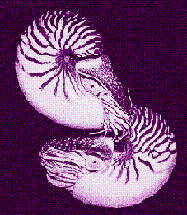 (187x215, 18Kb)