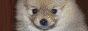  (88x31, 4Kb)